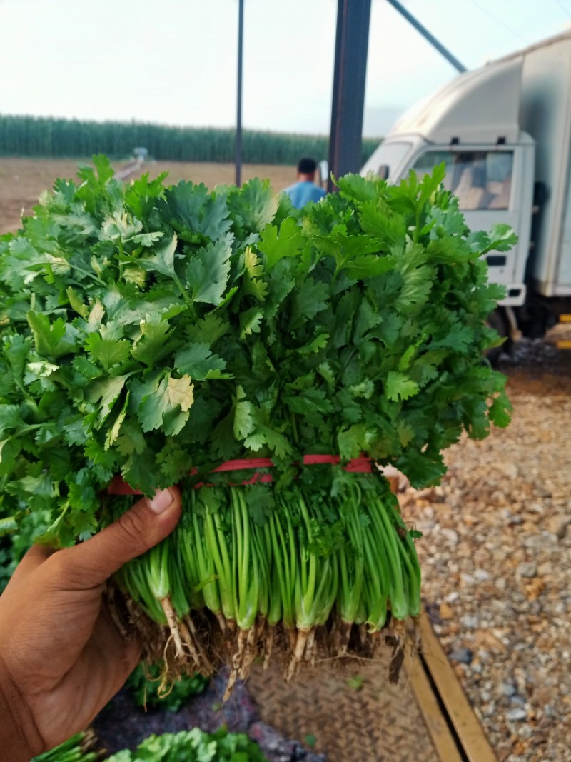 【荐】精品凌海大叶香菜25~28公分无黄叶做工好