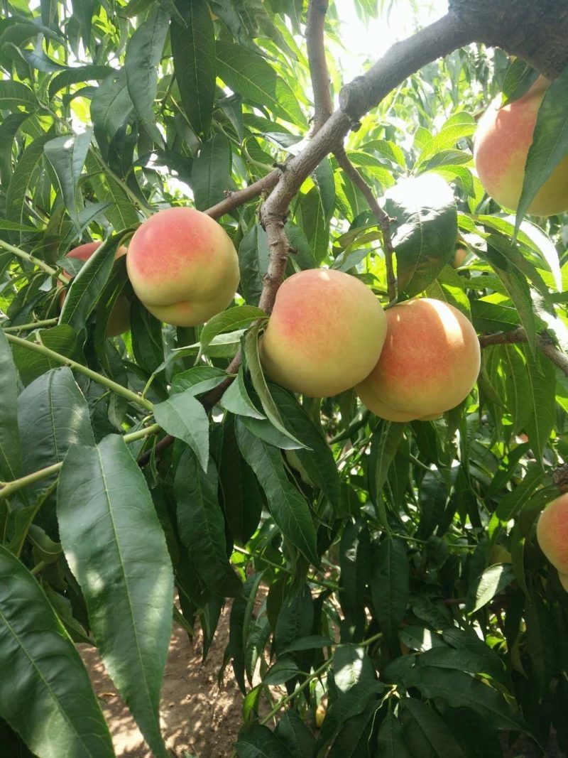 胶北毛桃大量上市了自家种植品质保证
