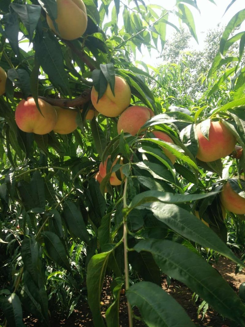 胶北毛桃大量上市了自家种植品质保证