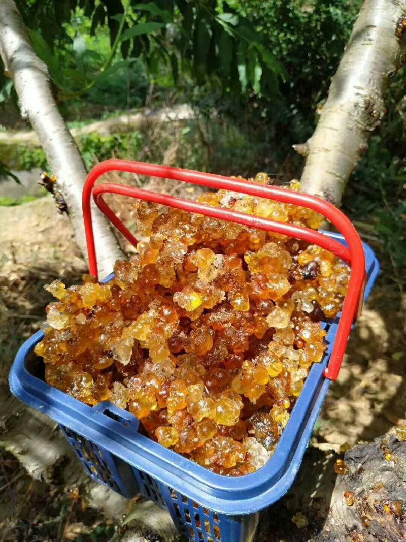 广东鹰嘴蜜桃桃胶产地直销