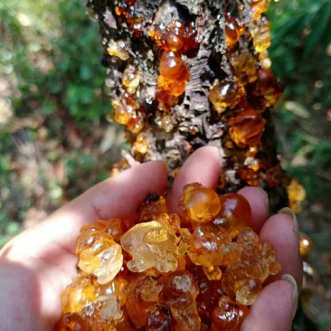 广东鹰嘴蜜桃桃胶产地直销