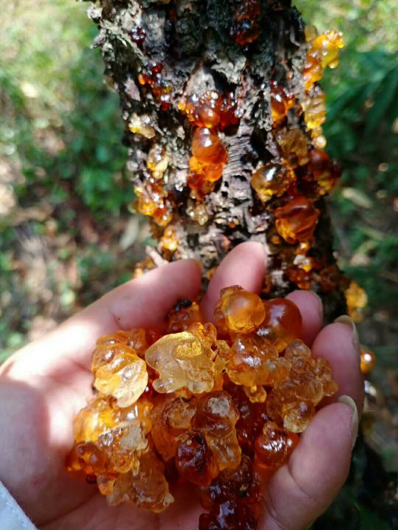 广东鹰嘴蜜桃桃胶产地直销