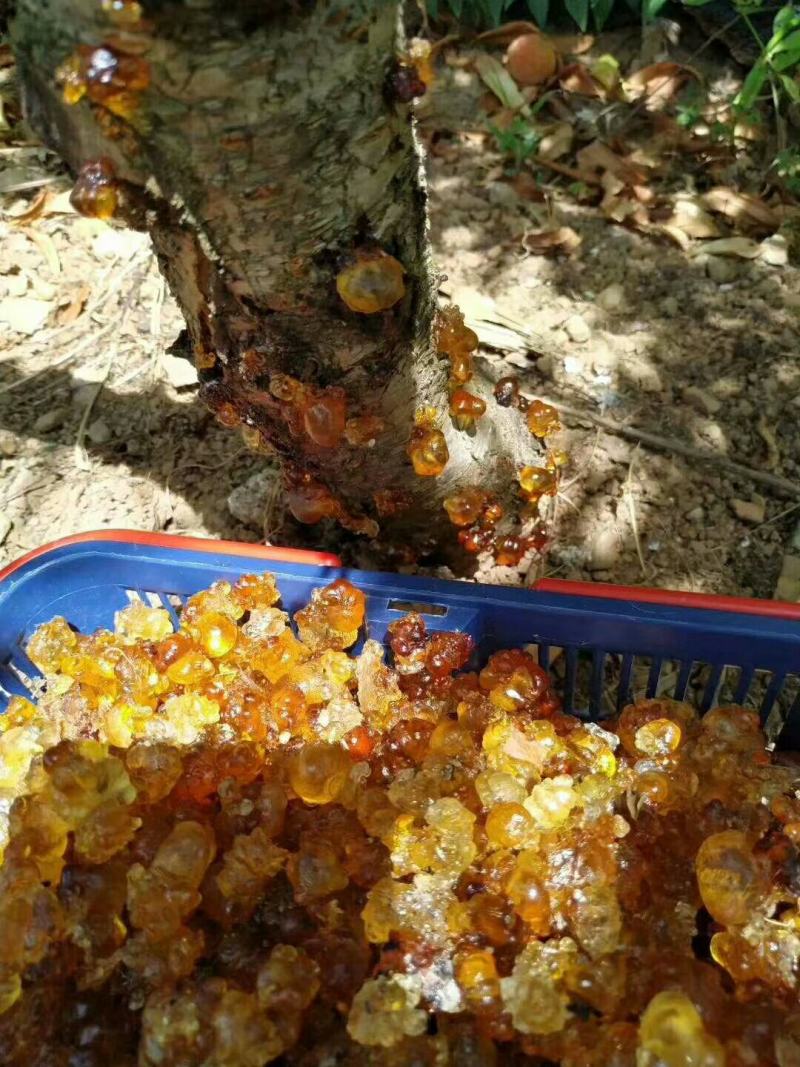 广东鹰嘴蜜桃桃胶产地直销