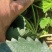 优质草莓苗香野，白草莓系列保质保量根系发达