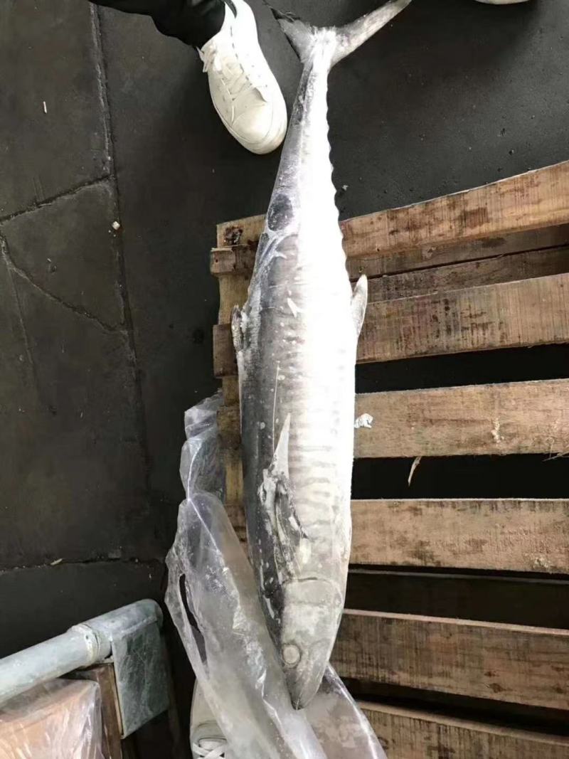 北部湾马鲛鱼7公斤以上
