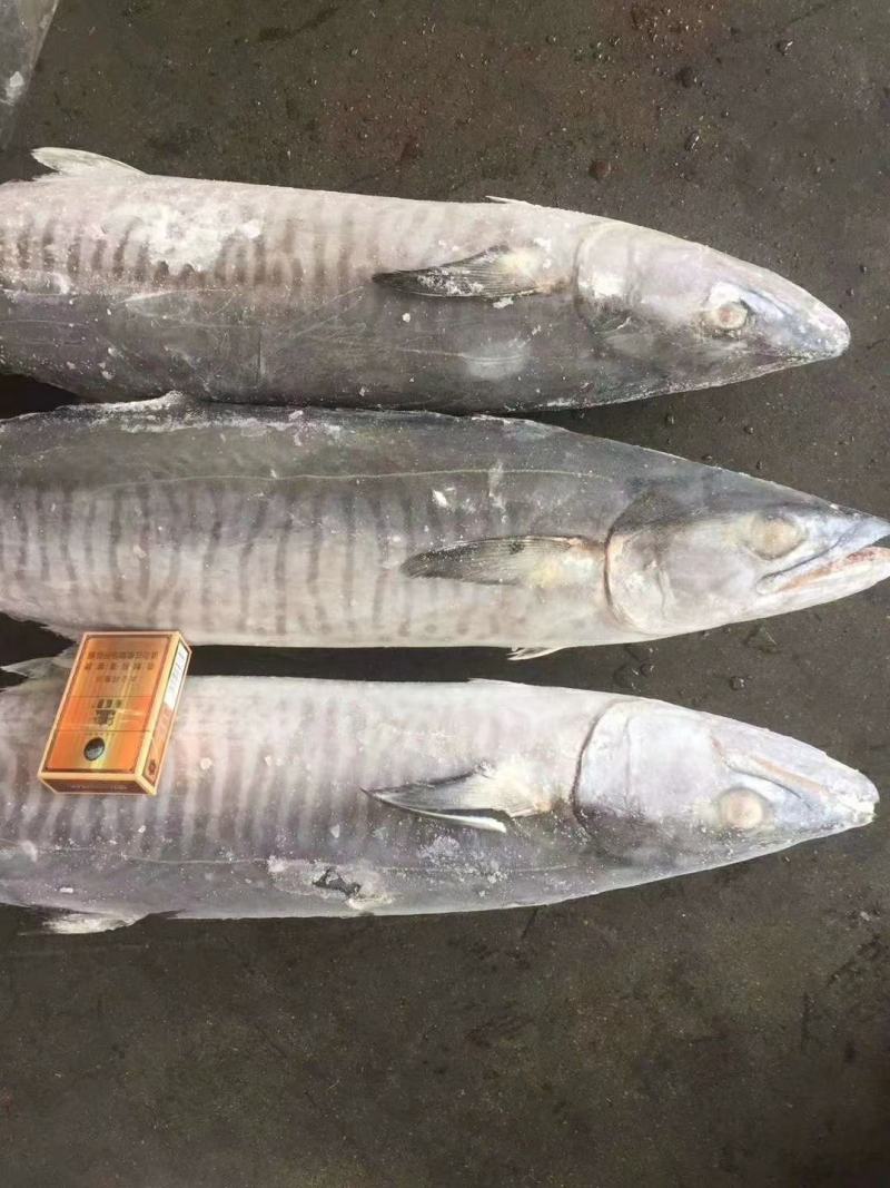 北部湾马鲛鱼7公斤以上