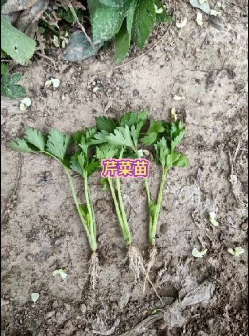 一级芹菜苗，进口法国皇后芹菜苗，量大优惠，包成活率包质量