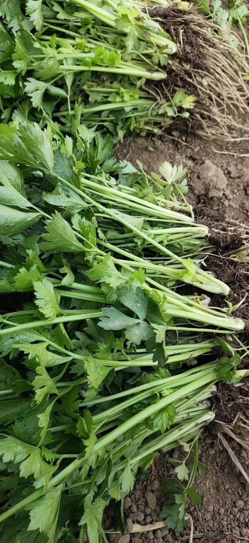 一级芹菜苗，进口法国皇后芹菜苗，量大优惠，包成活率包质量