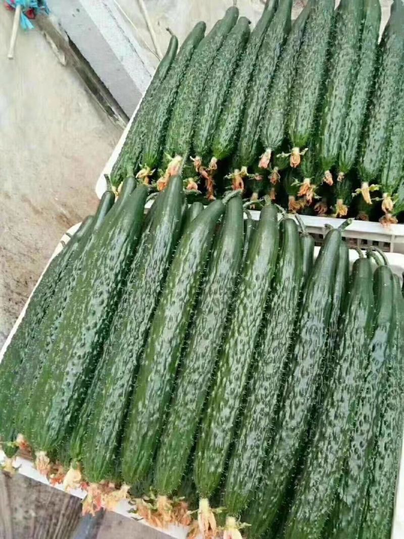 黄瓜山东聊城莘县蜜刺蔬菜黄瓜青瓜25_22公分