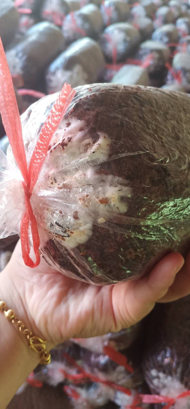 聊城平菇菌棒平菇菌包，优质高产自产自销