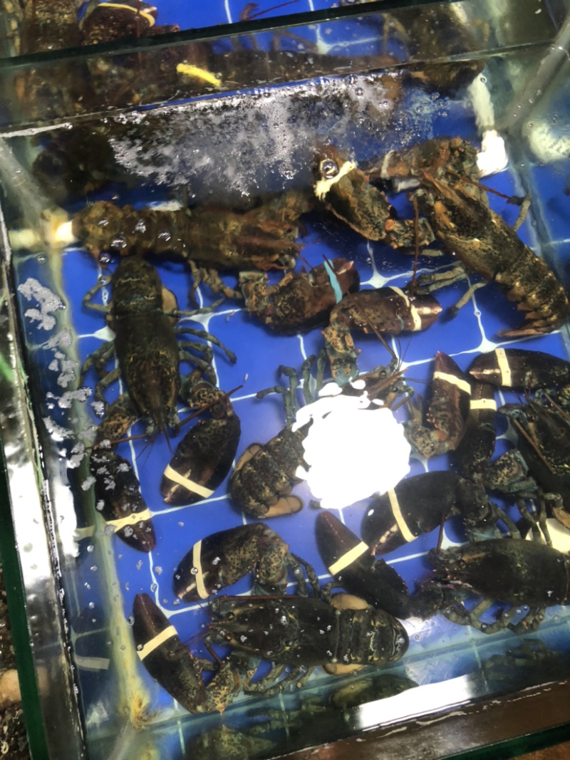 大波龙，波士顿龙虾，南非龙，澳龙，小青龙，龙虾