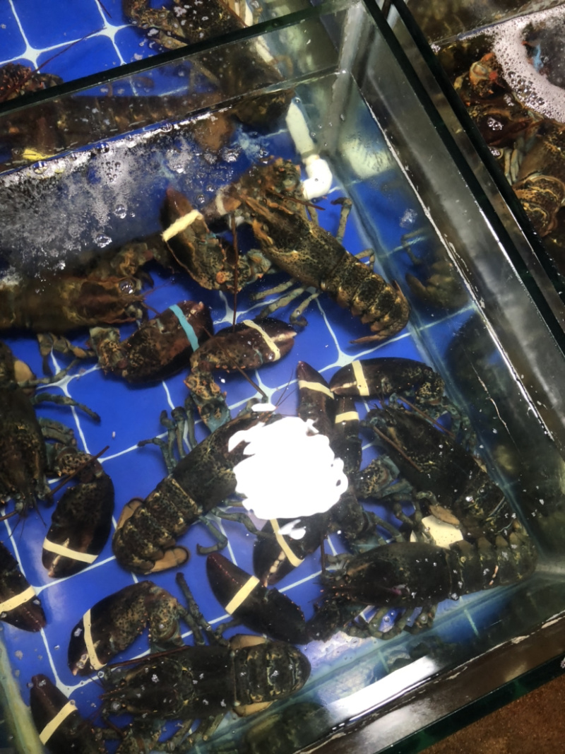 大波龙，波士顿龙虾，南非龙，澳龙，小青龙，龙虾