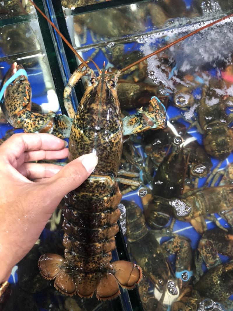 大波龙，波士顿龙虾，南非龙，澳龙，小青龙，龙虾