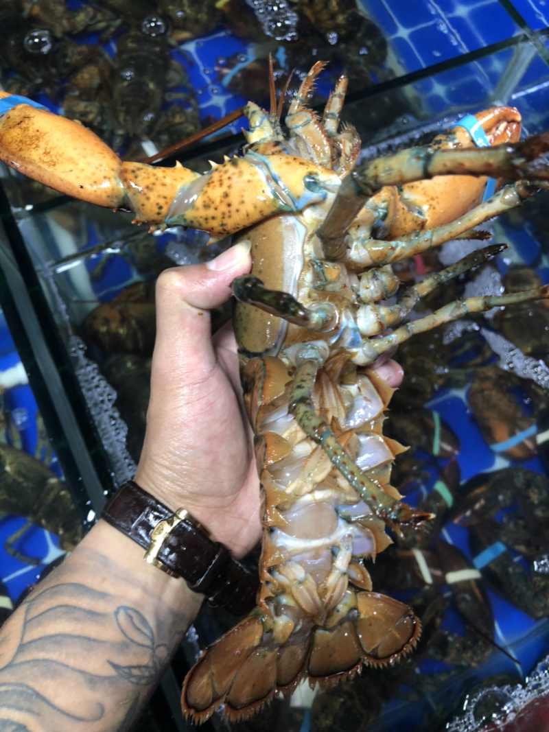 大波龙，波士顿龙虾，南非龙，澳龙，小青龙，龙虾