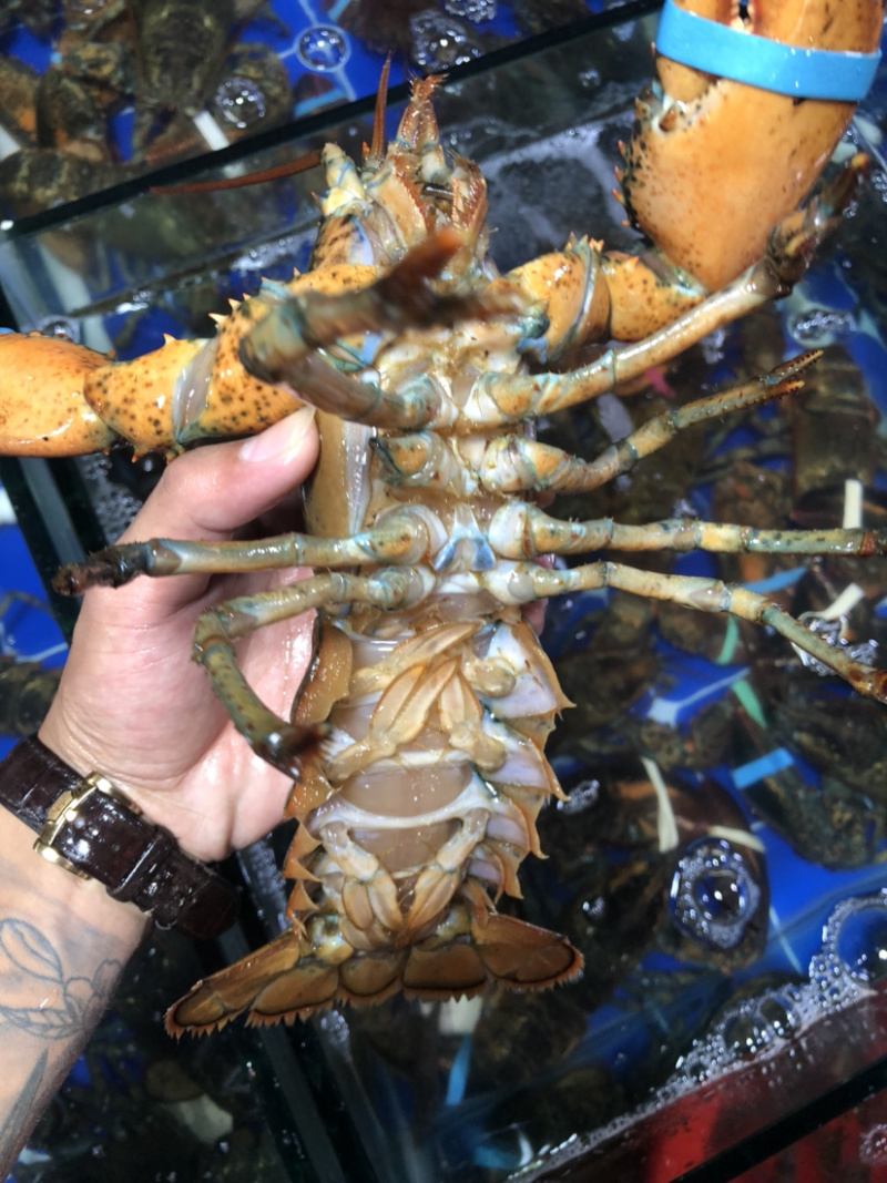 大波龙，波士顿龙虾，南非龙，澳龙，小青龙，龙虾