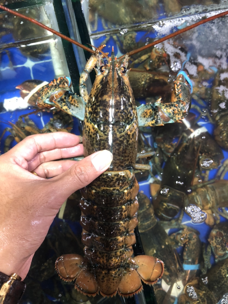 大波龙，波士顿龙虾，南非龙，澳龙，小青龙，龙虾