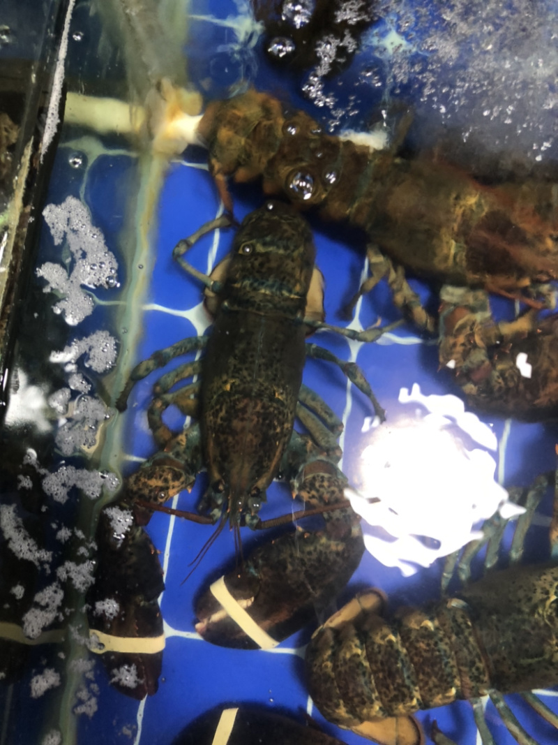 大波龙，波士顿龙虾，南非龙，澳龙，小青龙，龙虾