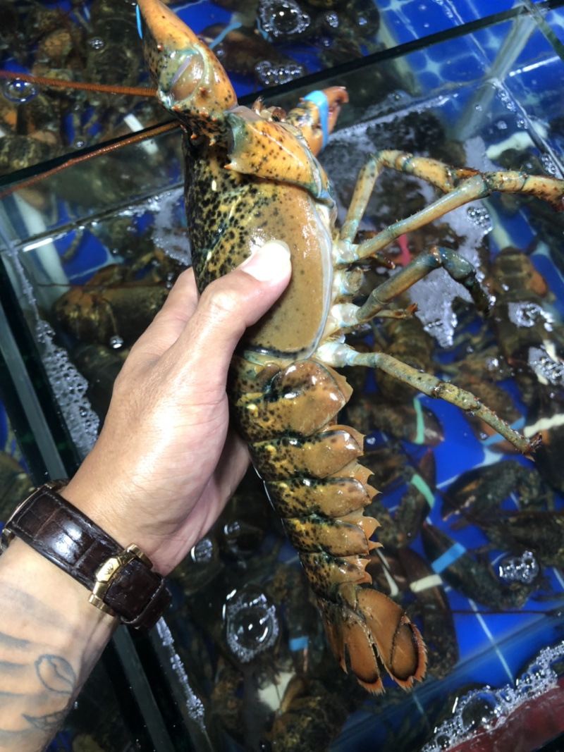 大波龙，波士顿龙虾，南非龙，澳龙，小青龙，龙虾