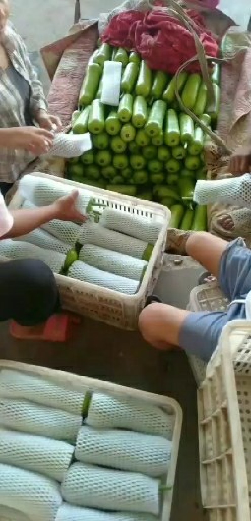 河北邯郸瓢瓜大量上市。欢迎新老客户前来采购城信经营