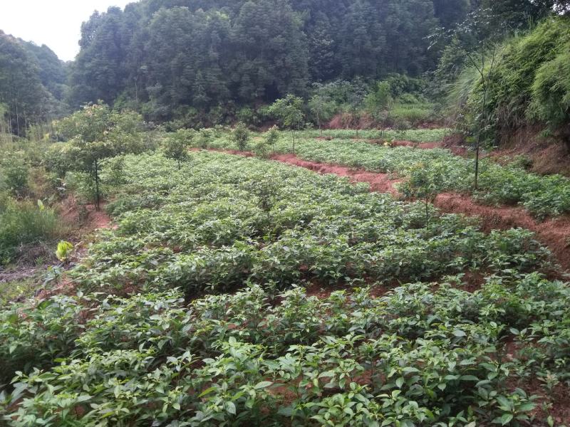 订单式生产(各种规格)宜宾油樟苗