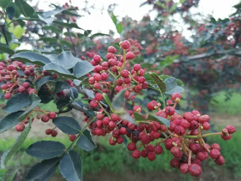 大红袍花椒(包邮图片实拍)特香，特麻，特净，颜色正