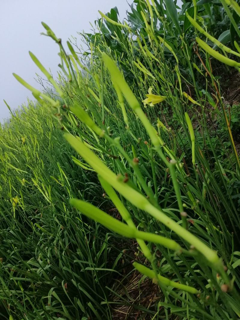 优质黄花菜，可视频看货，支持线上担保交易