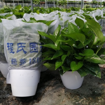 高品质仿瓷盆，水培绿萝，经养耐看，半年不用浇水，