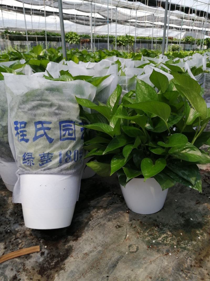 高品质仿瓷盆，水培绿萝，经养耐看，半年不用浇水，