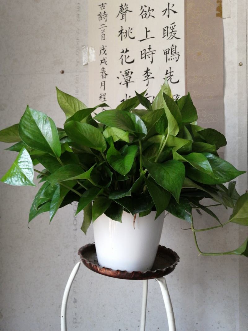 高品质仿瓷盆，水培绿萝，经养耐看，半年不用浇水，