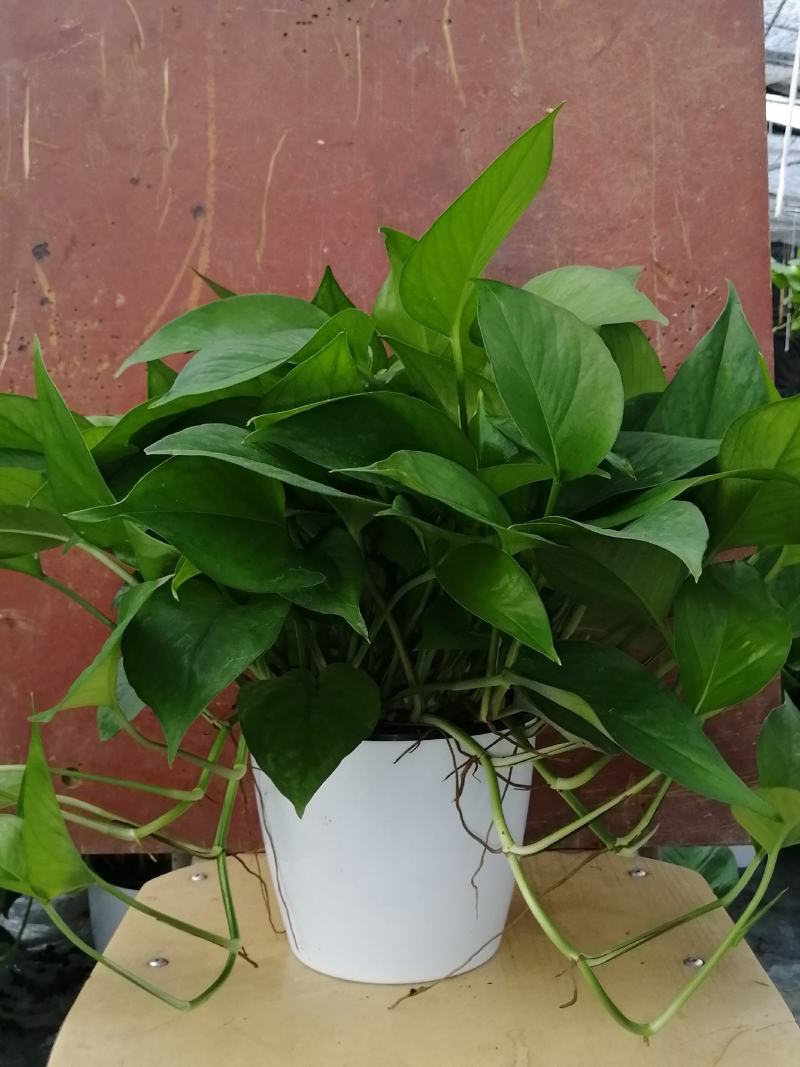 高品质仿瓷盆，水培绿萝，经养耐看，半年不用浇水，