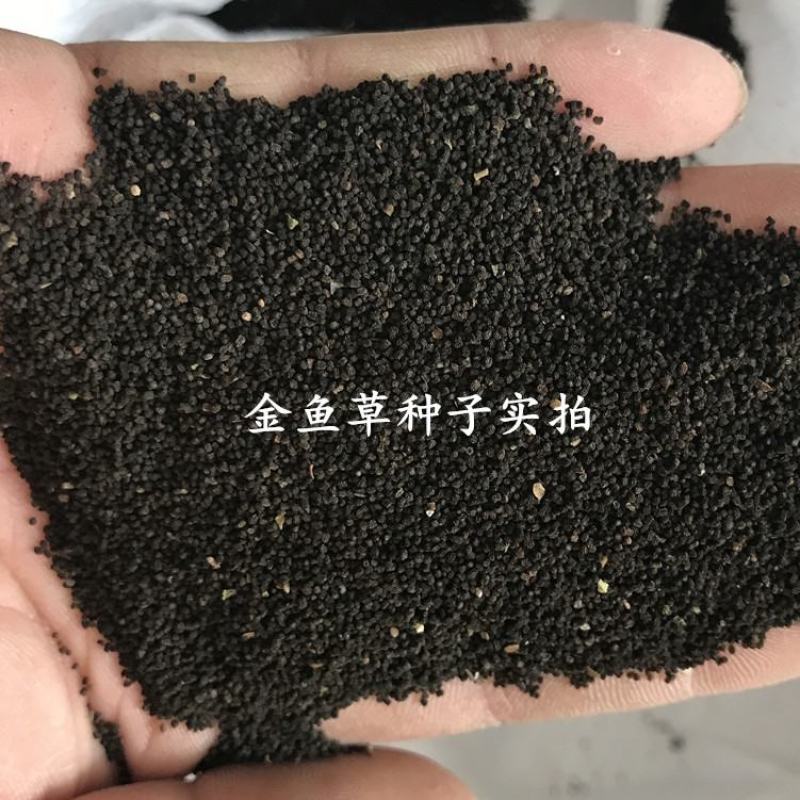 金鱼草种子宿根多年生混色花卉种籽四季易种野花组合种子