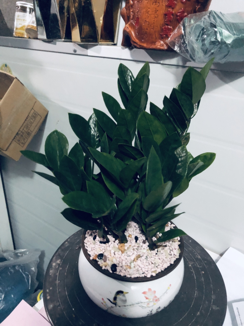金钱树组盆，特级，好好先生园艺，，，，，，，，，，，，，