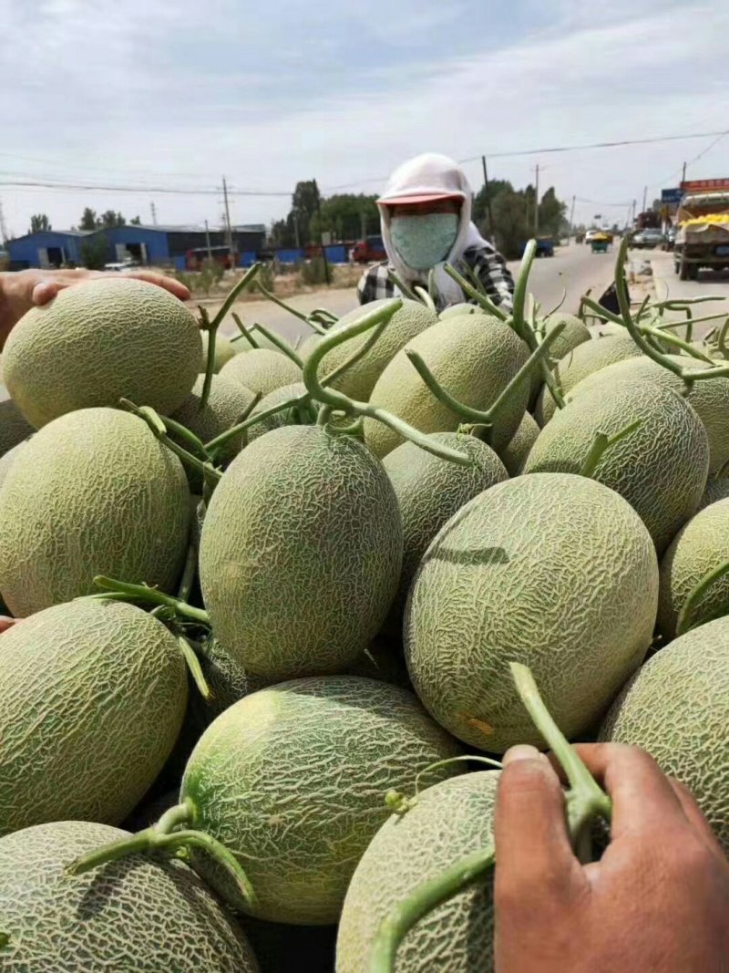 甘肃自家种植金红宝、银蒂、西州蜜批发零售