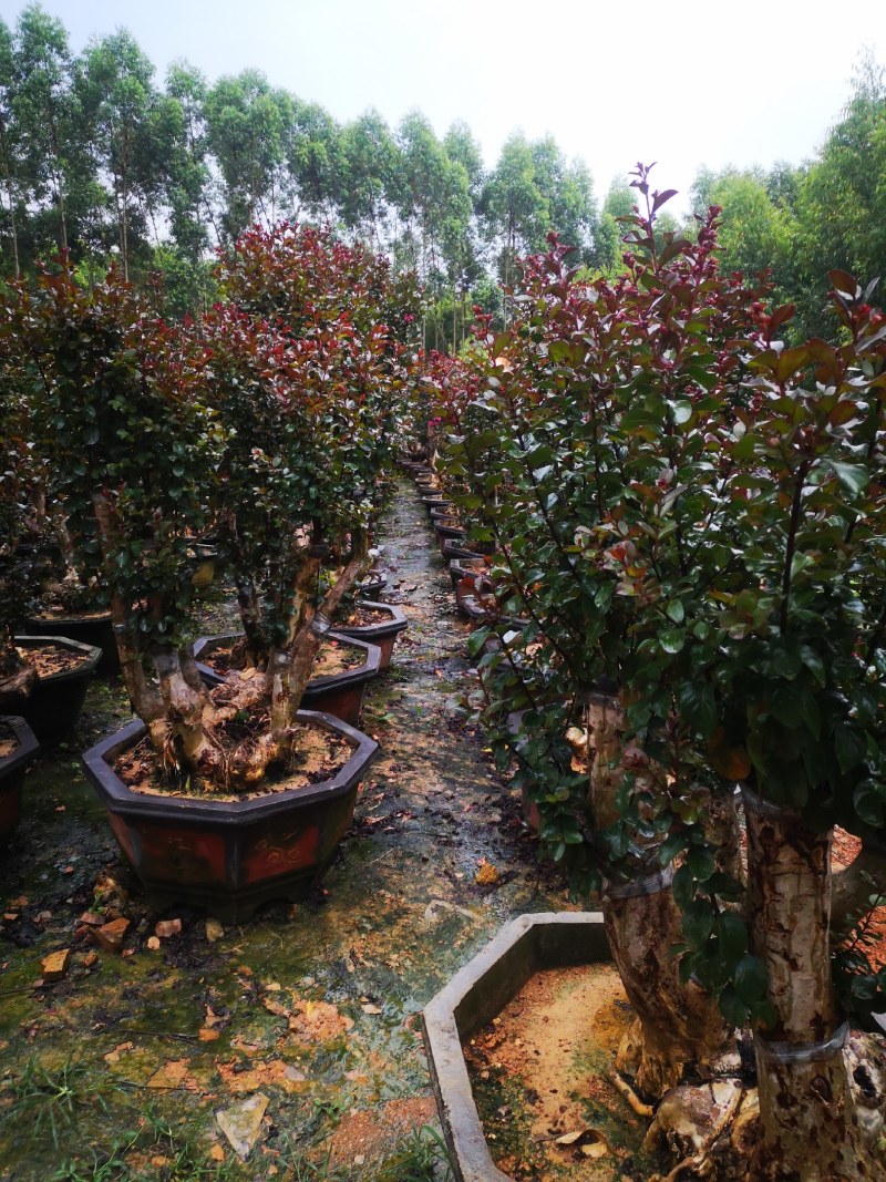 广西紫薇桩，紫薇桩盆景，绿化苗木，一手货源