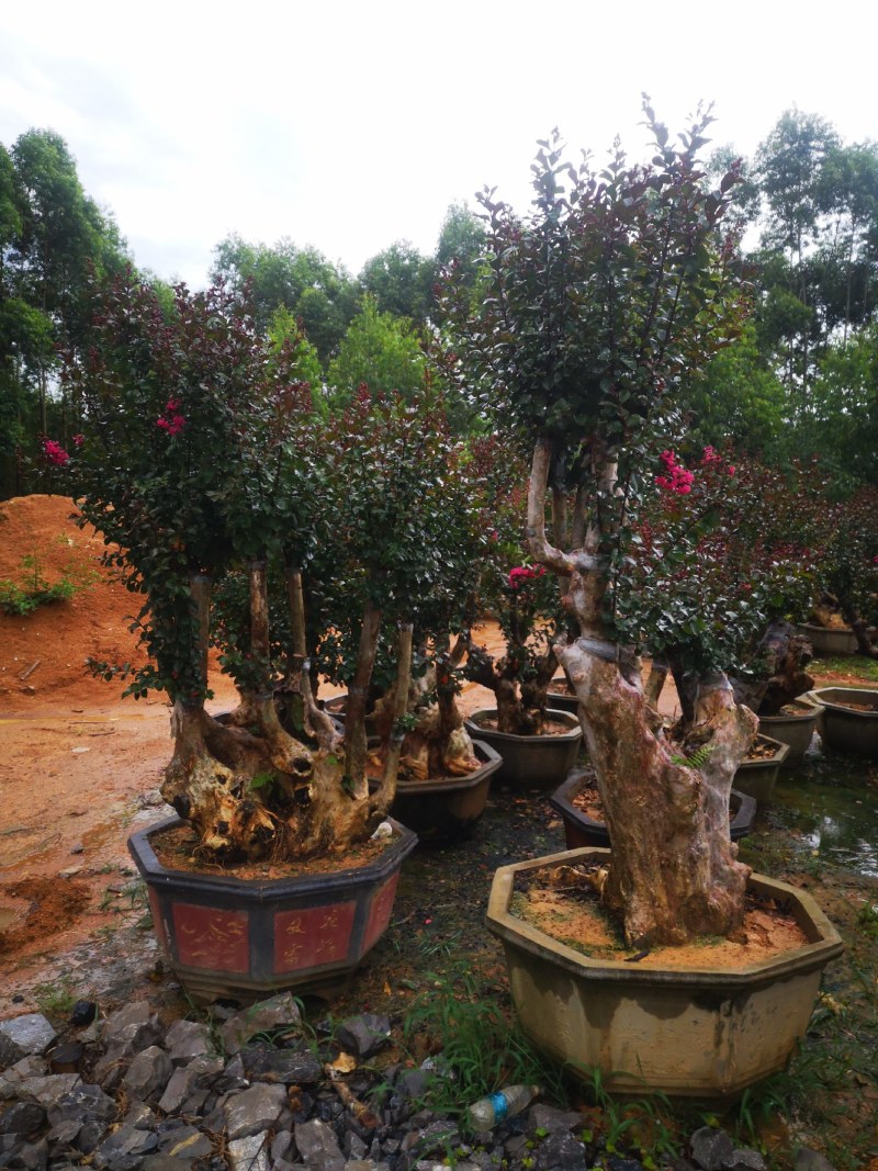 广西紫薇桩，紫薇桩盆景，绿化苗木，一手货源