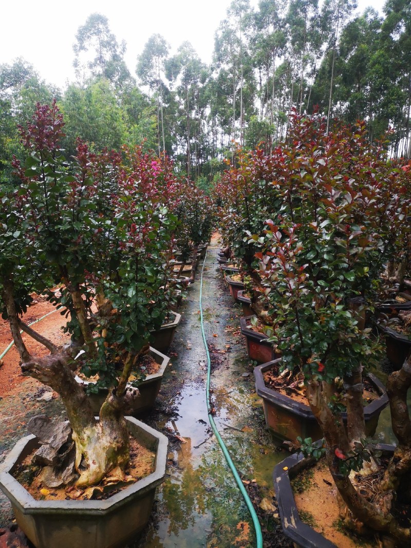 广西紫薇桩，紫薇桩盆景，绿化苗木，一手货源