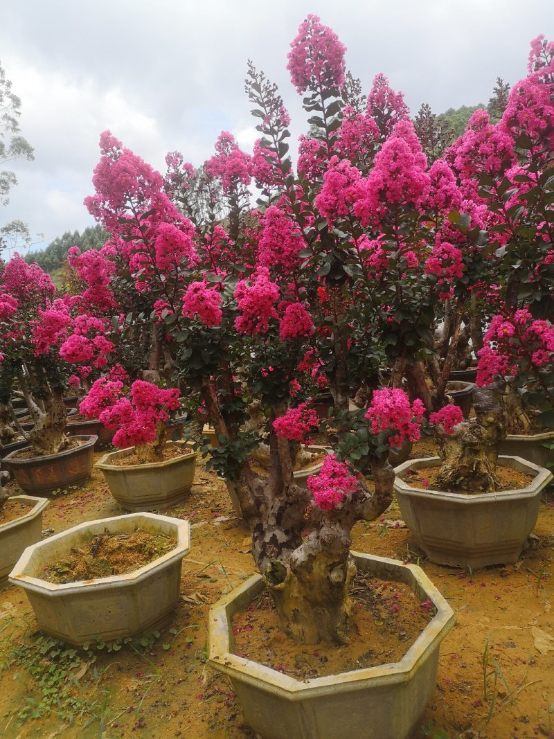 广西紫薇桩，紫薇桩盆景，绿化苗木，一手货源