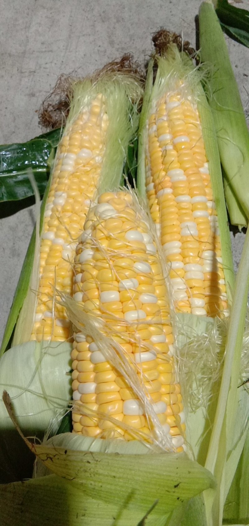 细芯正甜金银玉米，大量有货，价格非常美丽，田头价格，现摘