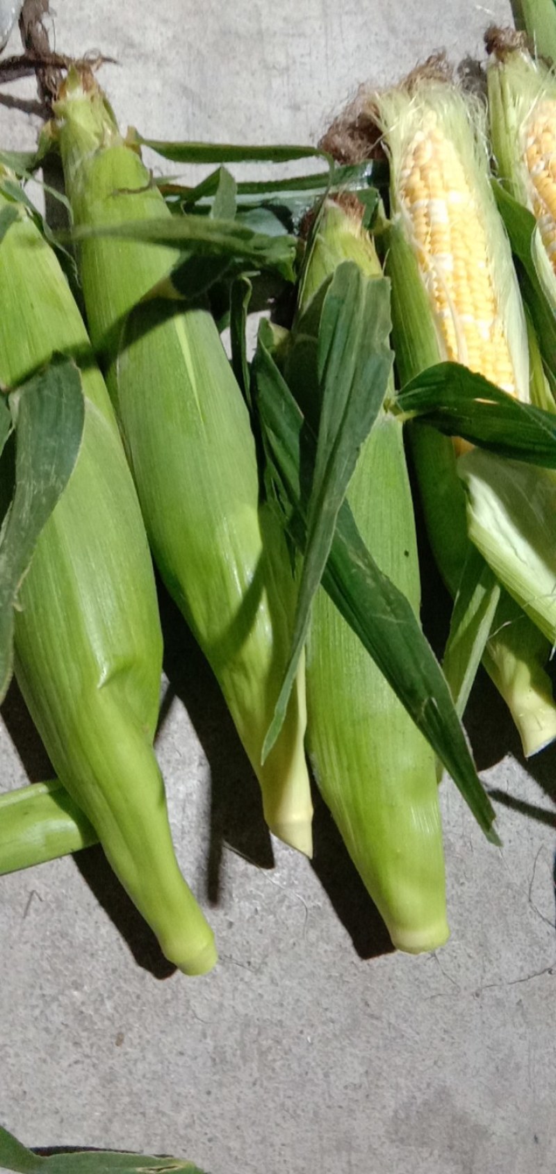 细芯正甜金银玉米，大量有货，价格非常美丽，田头价格，现摘