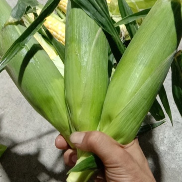 细芯正甜金银玉米，大量有货，价格非常美丽，田头价格，现摘