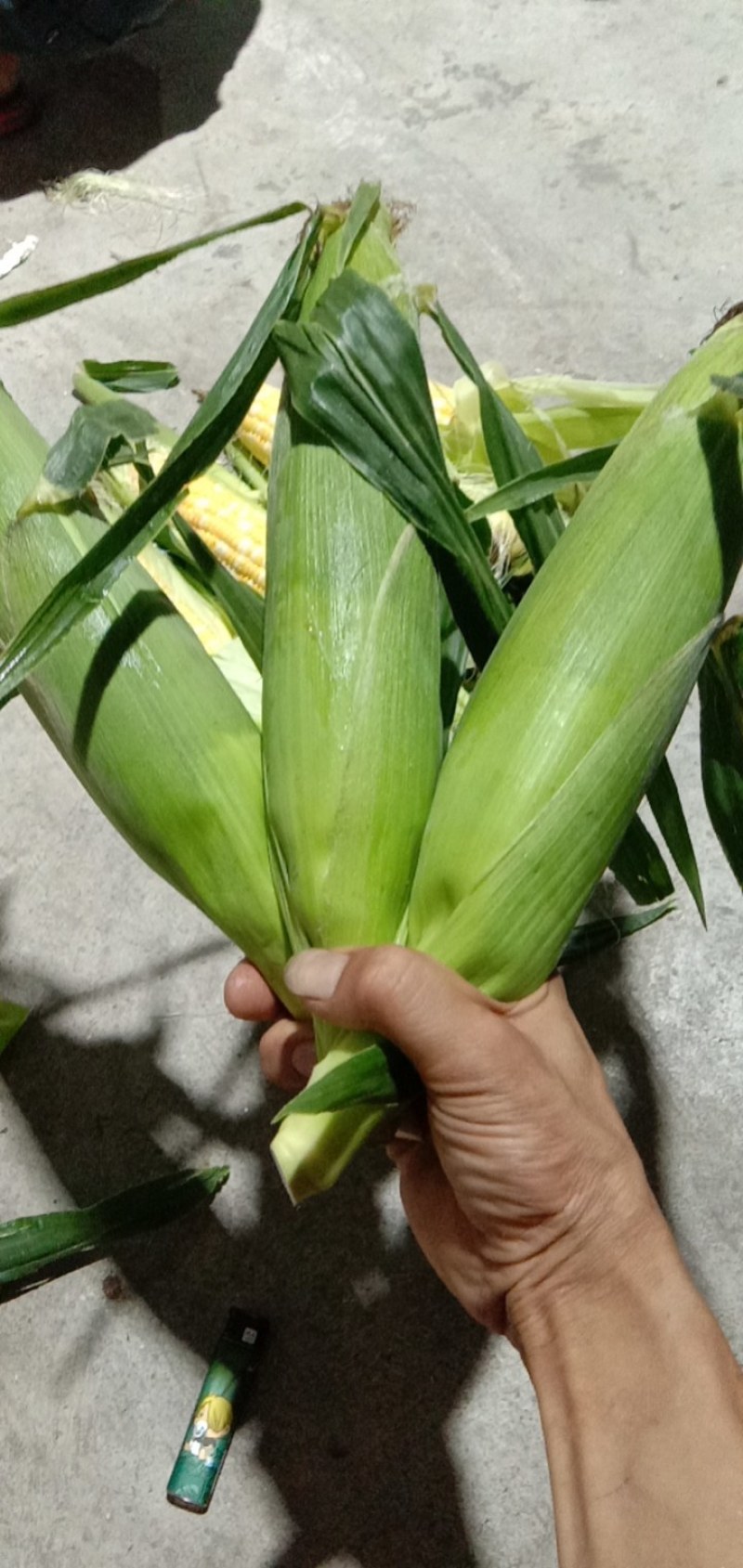 细芯正甜金银玉米，大量有货，价格非常美丽，田头价格，现摘