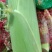细芯正甜金银玉米，大量有货，价格非常美丽，田头价格，现摘