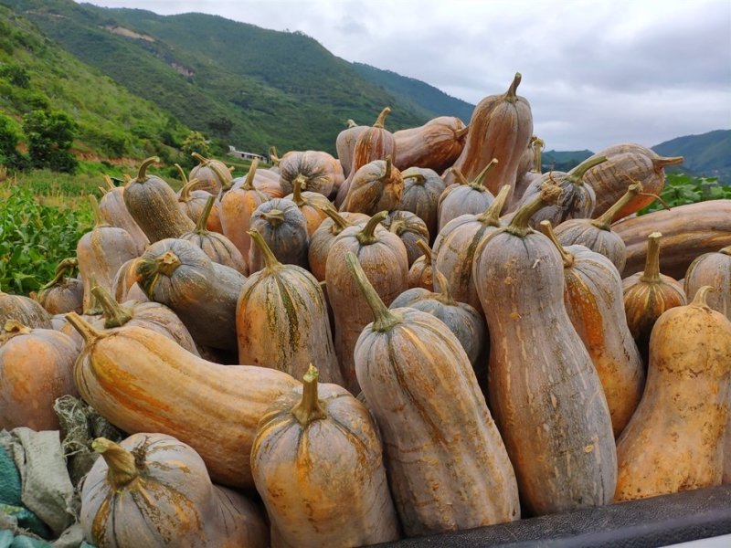 四川蜜本南瓜成都简阳蔬菜基地直供新鲜黄南瓜