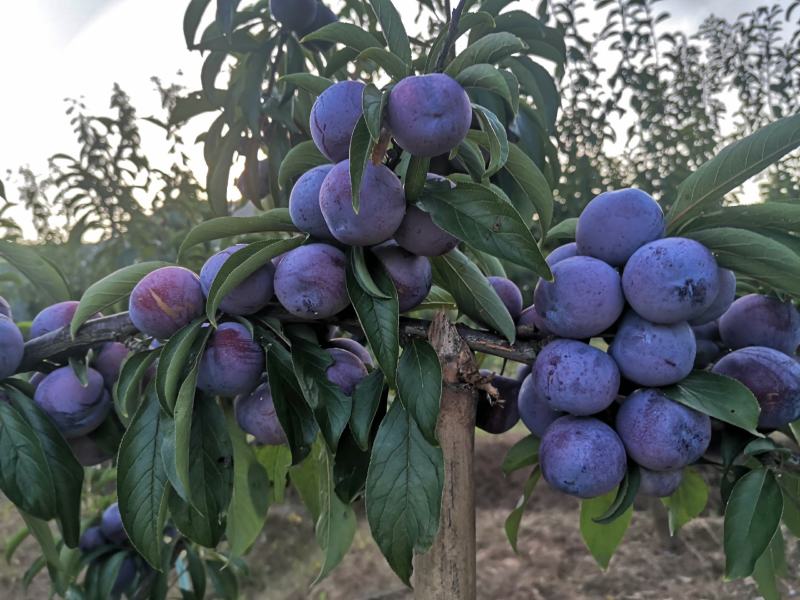 苍溪脆红李大量低价上市产地直供支持全国快递