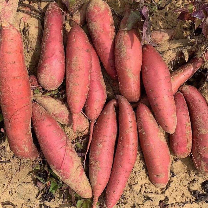 红薯一件代新鲜现挖沙地农家自种蜜薯地瓜红黄心番薯山芋批发