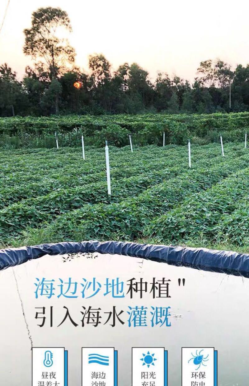 红薯一件代新鲜现挖沙地农家自种蜜薯地瓜红黄心番薯山芋批发
