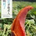 红薯一件代新鲜现挖沙地农家自种蜜薯地瓜红黄心番薯山芋批发