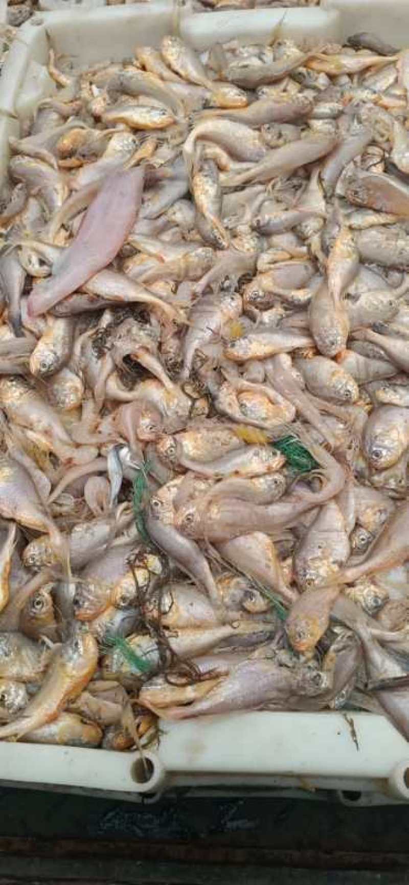 小黄花鱼，自家货源，一手批发