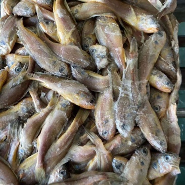 小黄花鱼，自家货源，一手批发