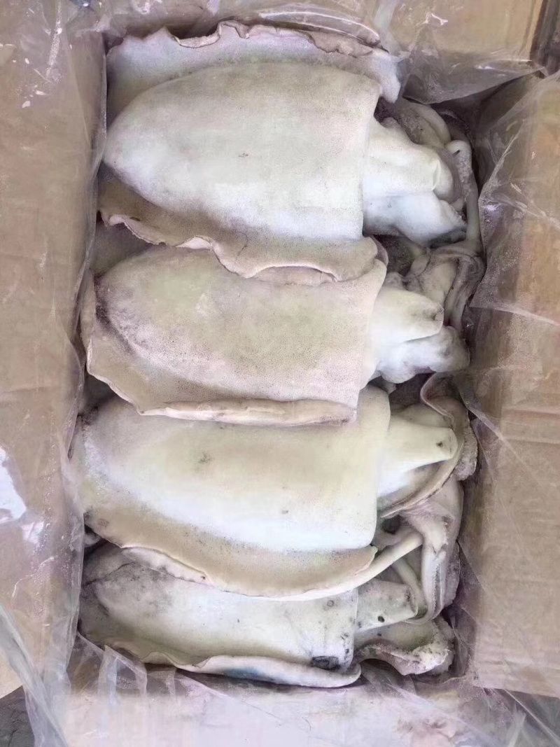 海捕大墨鱼鲜活速冻码头直供